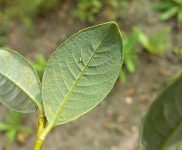 Salix phylicifolia L.