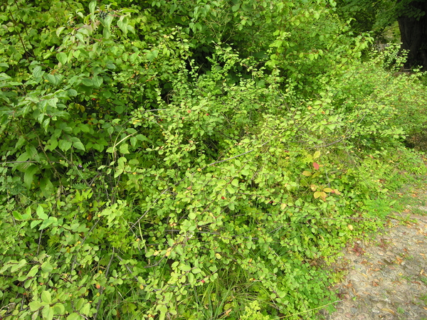 Cotoneaster scandinavicus B.Hylmö