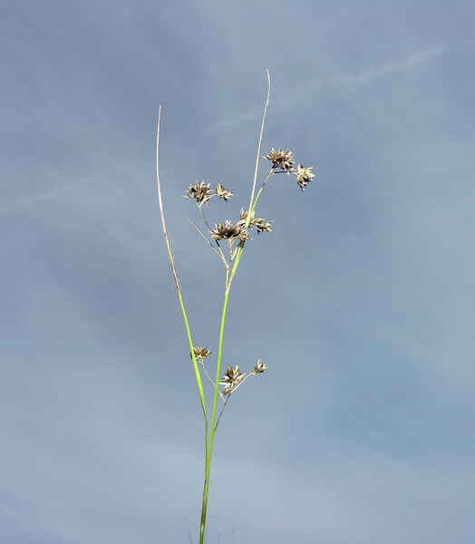 Luzula luzuloides (Lam.) Dandy & Wilmott subsp. luzuloides