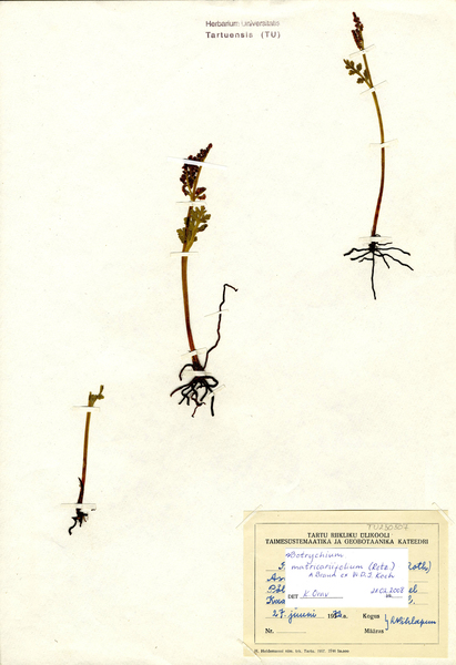 Botrychium matricariifolium (A.Braun ex Döll) W.D.J.Koch