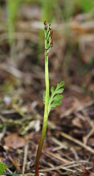 Botrychium matricariifolium (A.Braun ex Döll) W.D.J.Koch