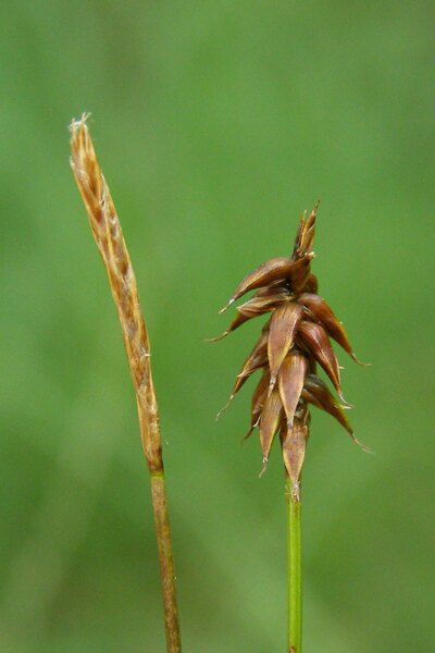 Carex davalliana Sm.