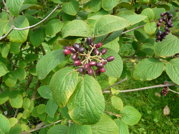 Viburnum cotinifolium D.Don