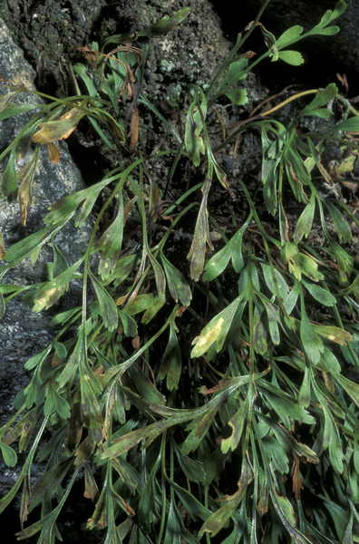 Asplenium x alternifolium Wulfen
