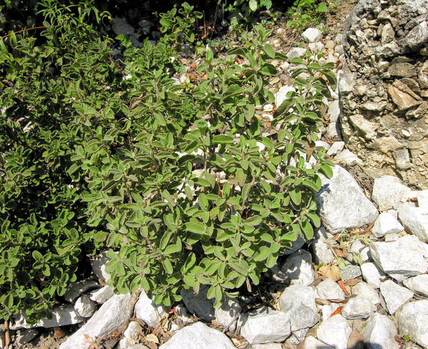 Cistus creticus L. subsp. eriocephalus (Viv.) Greuter & Burdet