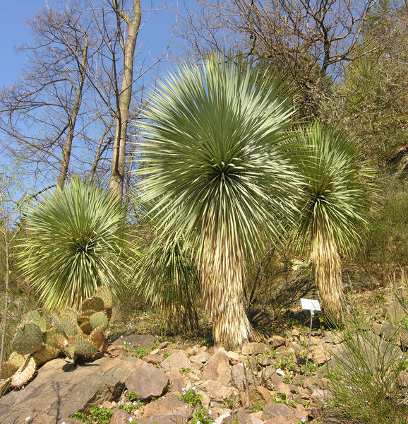Yucca thompsoniana Trel.