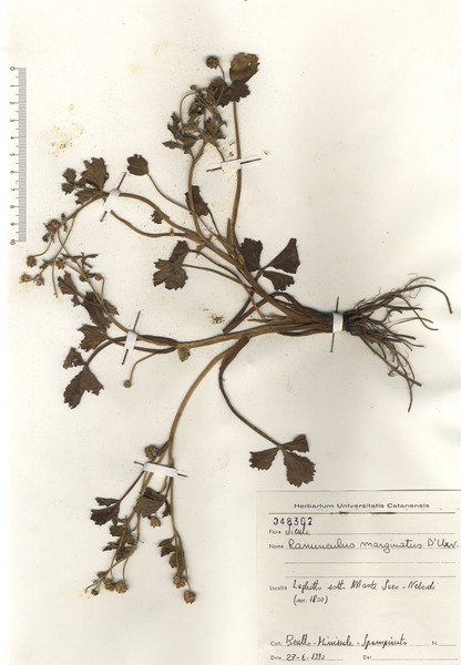 Ranunculus marginatus d'Urv.