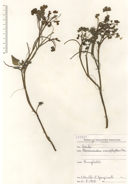 Ranunculus omiophyllus Ten.