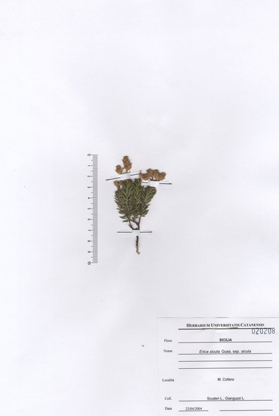 Erica sicula Guss. subsp. sicula