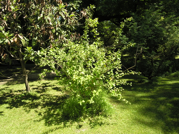 Physocarpus opulifolius (L.) Maxim.
