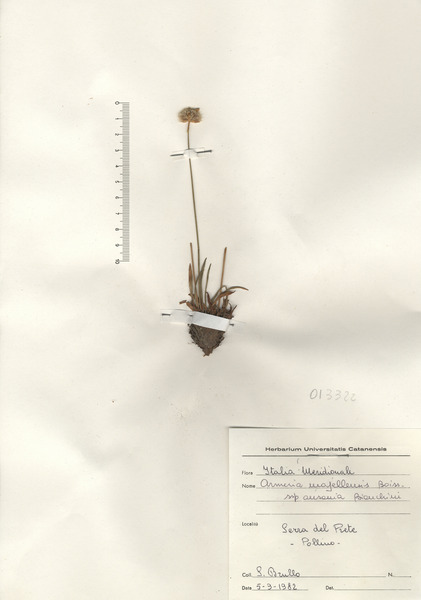 Armeria gracilis Ten. subsp. gracilis