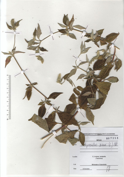 Achyranthes sicula (L.) All.