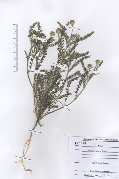 Astragalus raphaelis G.Ferro