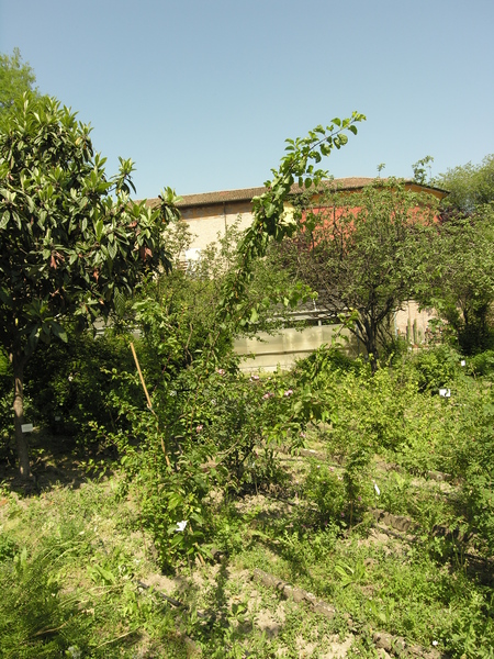 Prunus x dasycarpa Ehrh.