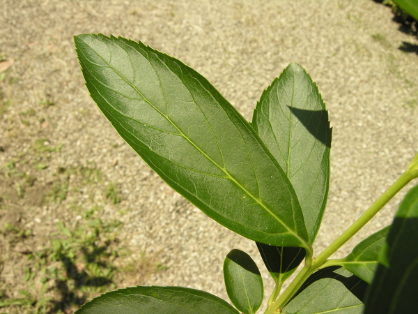 Forsythia viridissima Lindl.