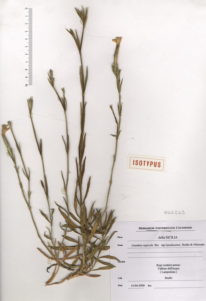 Dianthus rupicola Biv. subsp. lopadusanus Brullo & Miniss.
