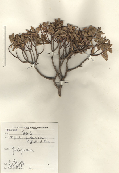 Euphorbia papillaris (Boiss.) Raffaelli & Ricceri