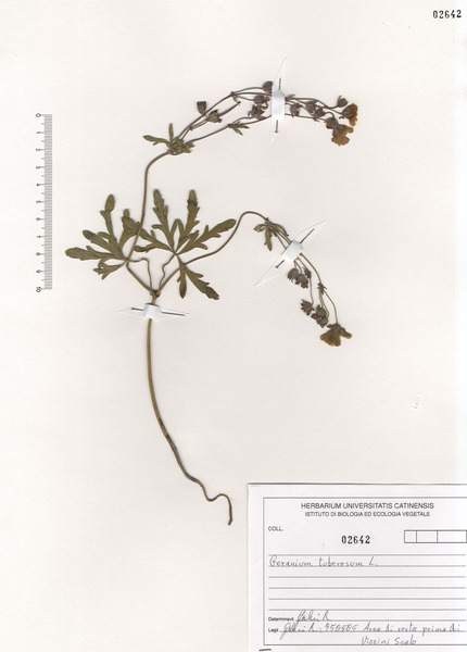 Geranium tuberosum L. subsp. tuberosum