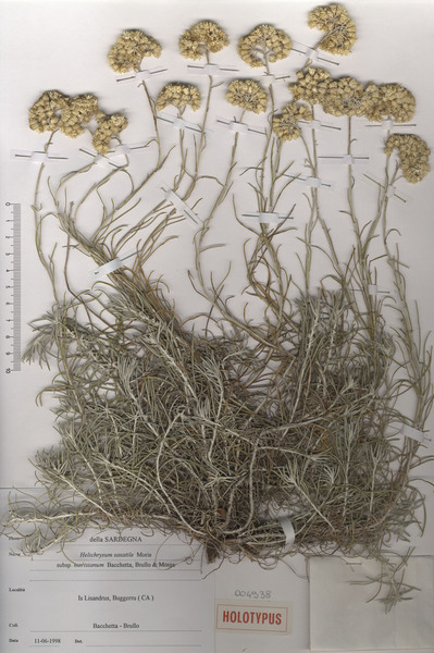 Helichrysum saxatile Moris subsp. morisianum Bacch., Brullo & Mossa