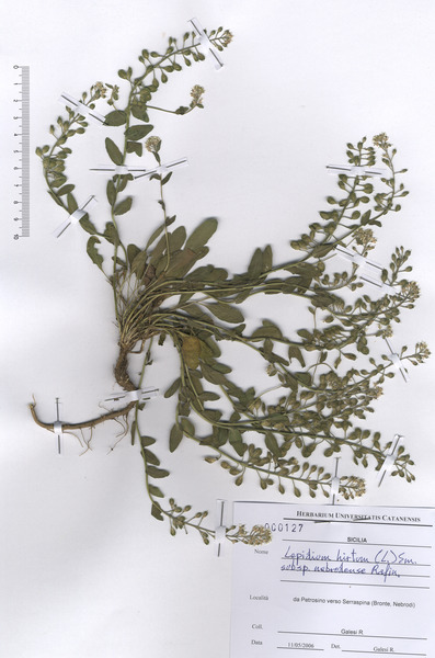 Lepidium hirtum (L.) Sm. subsp. nebrodense (Raf.) Thell.