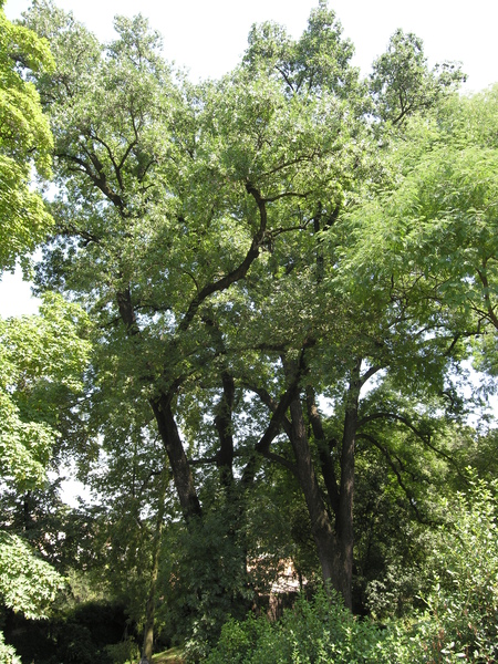 Fraxinus americana L.
