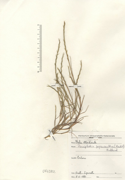 Parapholis pycnantha (Hack.) C.E.Hubb.