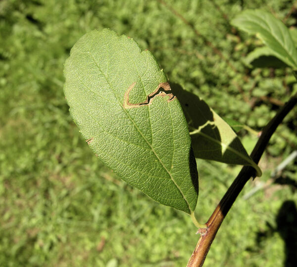 Spiraea salicifolia L.