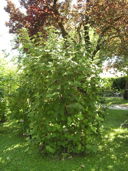Viburnum cotinifolium D.Don
