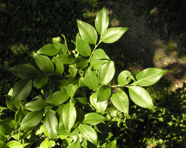 Sarcococca ruscifolia Stapf