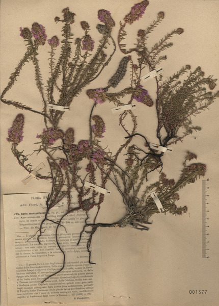 Coris monspeliensis L. subsp. monspeliensis