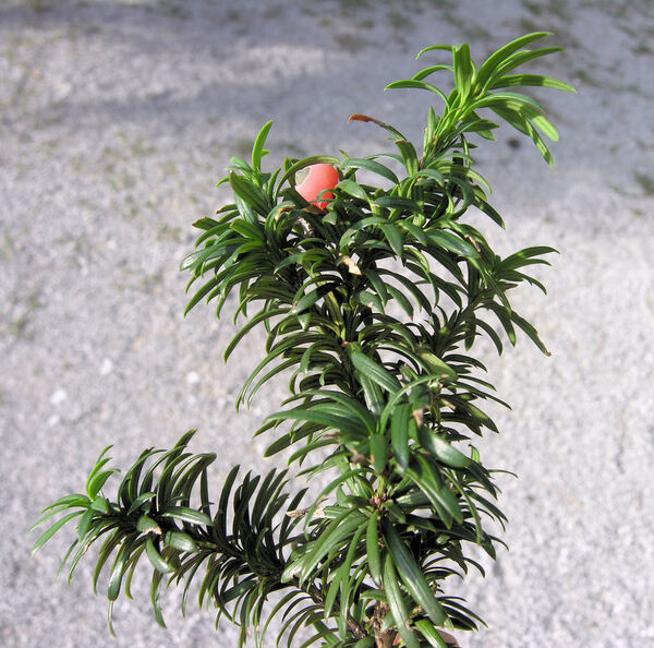 Taxus baccata L. 'Fastigiata'