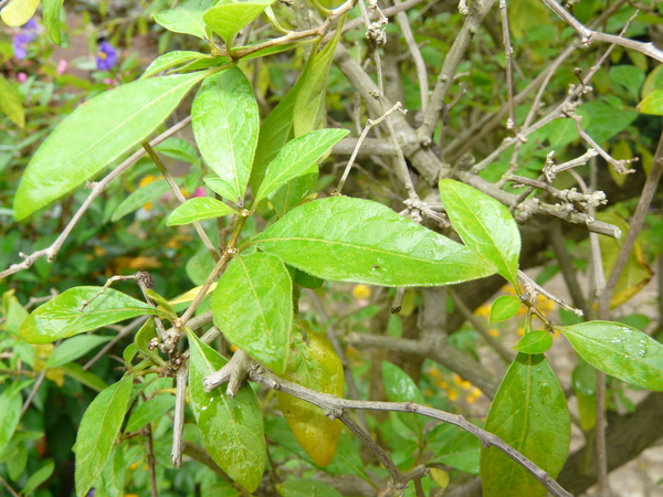 Lycianthes rantonnetii (Carrière) Bitter