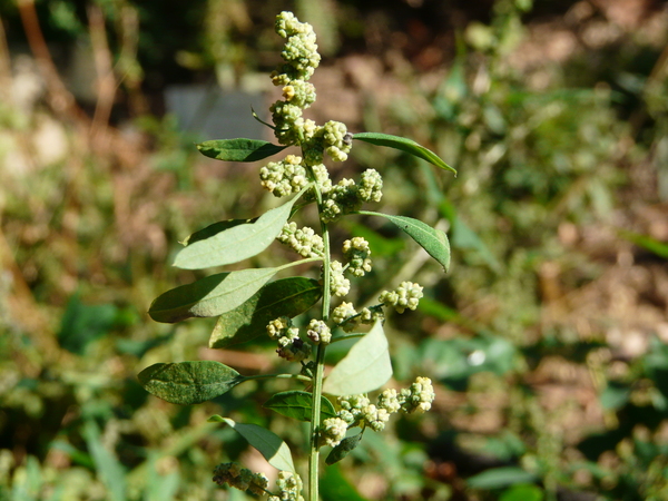 Chenopodium ficifolium Sm.