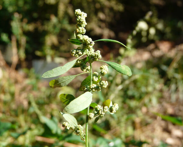 Chenopodium ficifolium Sm.