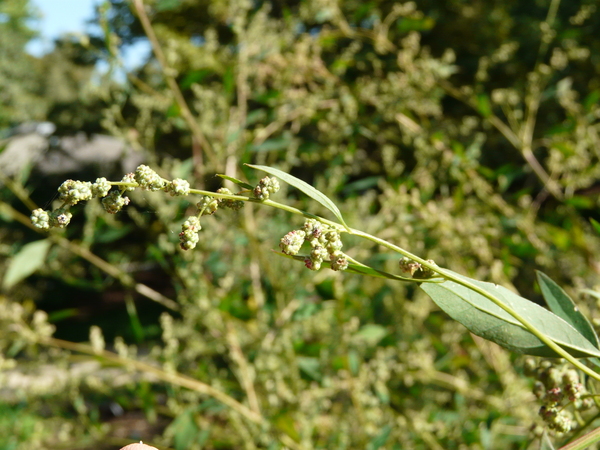 Chenopodium album L. subsp. album