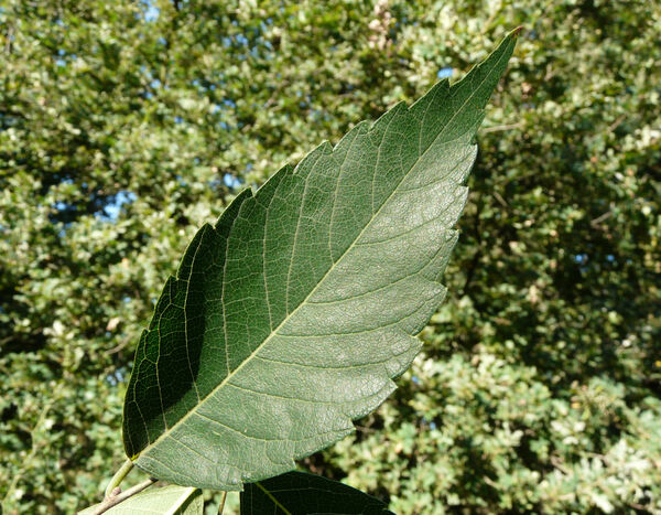 Zelkova carpinifolia (Pall.) K.Koch
