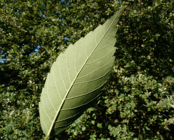 Zelkova carpinifolia (Pall.) K.Koch