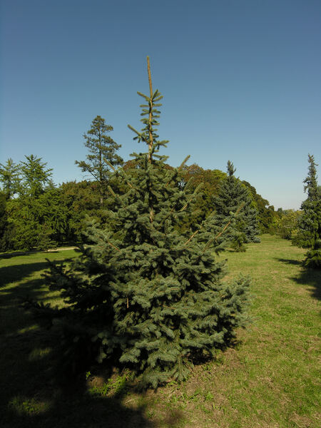Picea sitchensis (Bong.) Carrière