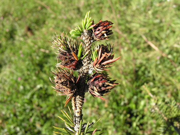 Picea sitchensis (Bong.) Carrière