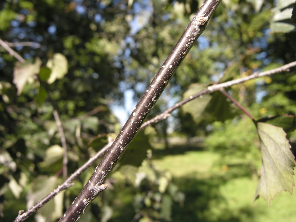 Betula pendula Roth 'Purpurea'