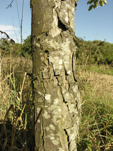 Prunus x robusta (Carrière) Rehder