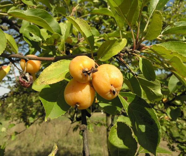 Prunus x robusta (Carrière) Rehder