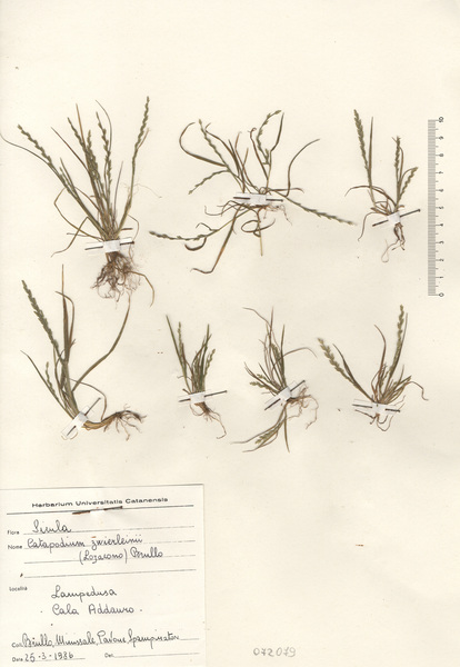 Catapodium zwierleinii (Lojac.) Brullo