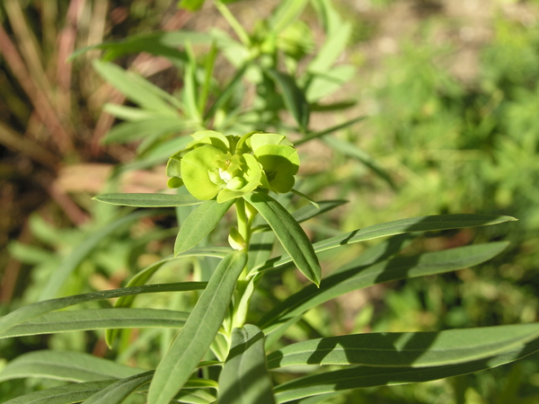 Euphorbia esula L. subsp. tommasiniana (Bertol.) Kuzmanov