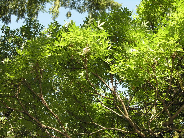 Xanthoceras sorbifolia Bunge