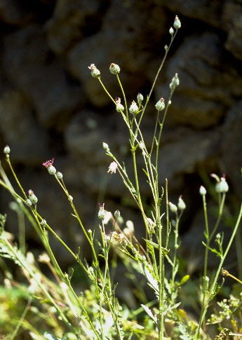 Volutaria tubuliflora (Murb.) Sennen