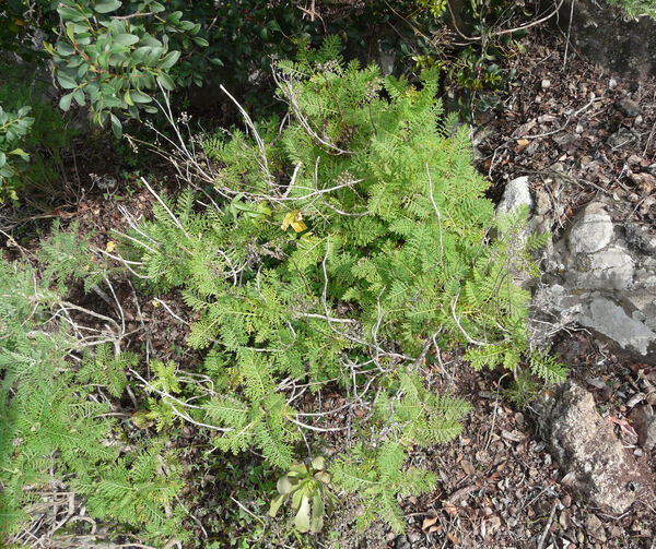Gonospermum fruticosum Less.