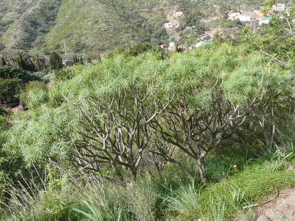 Euphorbia berthelotii Bolle ex Boiss.