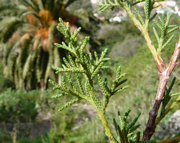 Juniperus turbinata Guss.