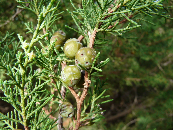 Juniperus cedrus Webb & Berth.